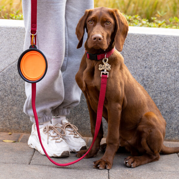 Outdoor Portable Folding Bowl For Dogs And Cats With Keychain